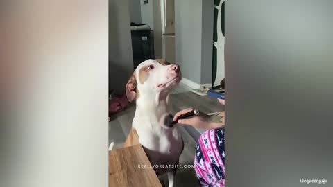 Girl does makeup to her dog