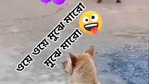 Cat funny video part-2