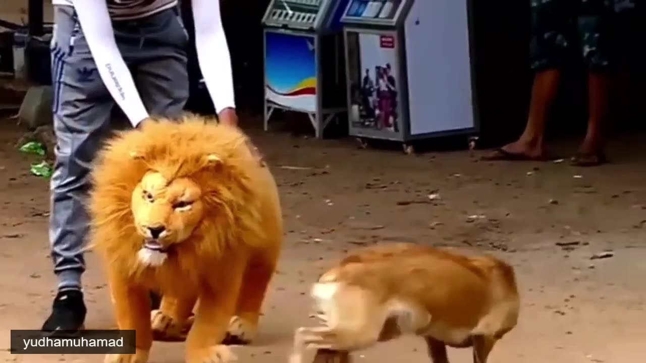YUDHAMUHAMAD fake Lion and Fake Tiger Prank #7