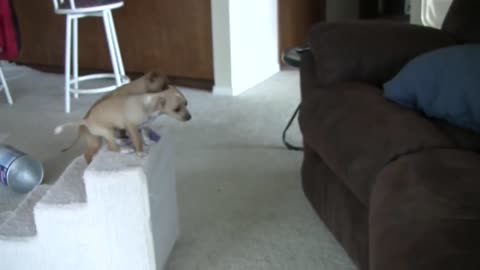 Try not to Laugh | Chihuahua puppy plays on Steps