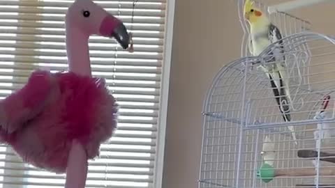 This cockatiel has an epic reaction to her owner's giant new flamingo