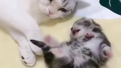 Beautiful cats playing