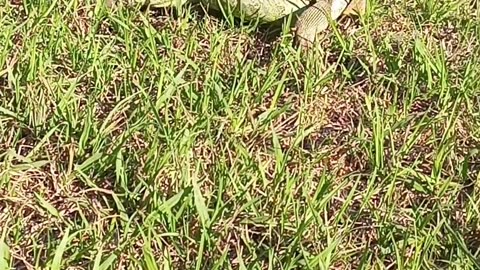 Green Iguana Invades The Back Yard!