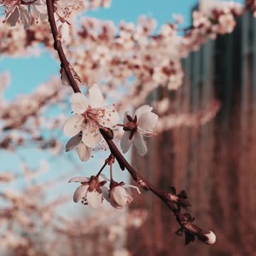 Cherry Flowers Blooming During Spring Season