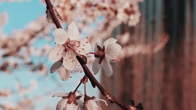 Cherry Flowers Blooming During Spring Season