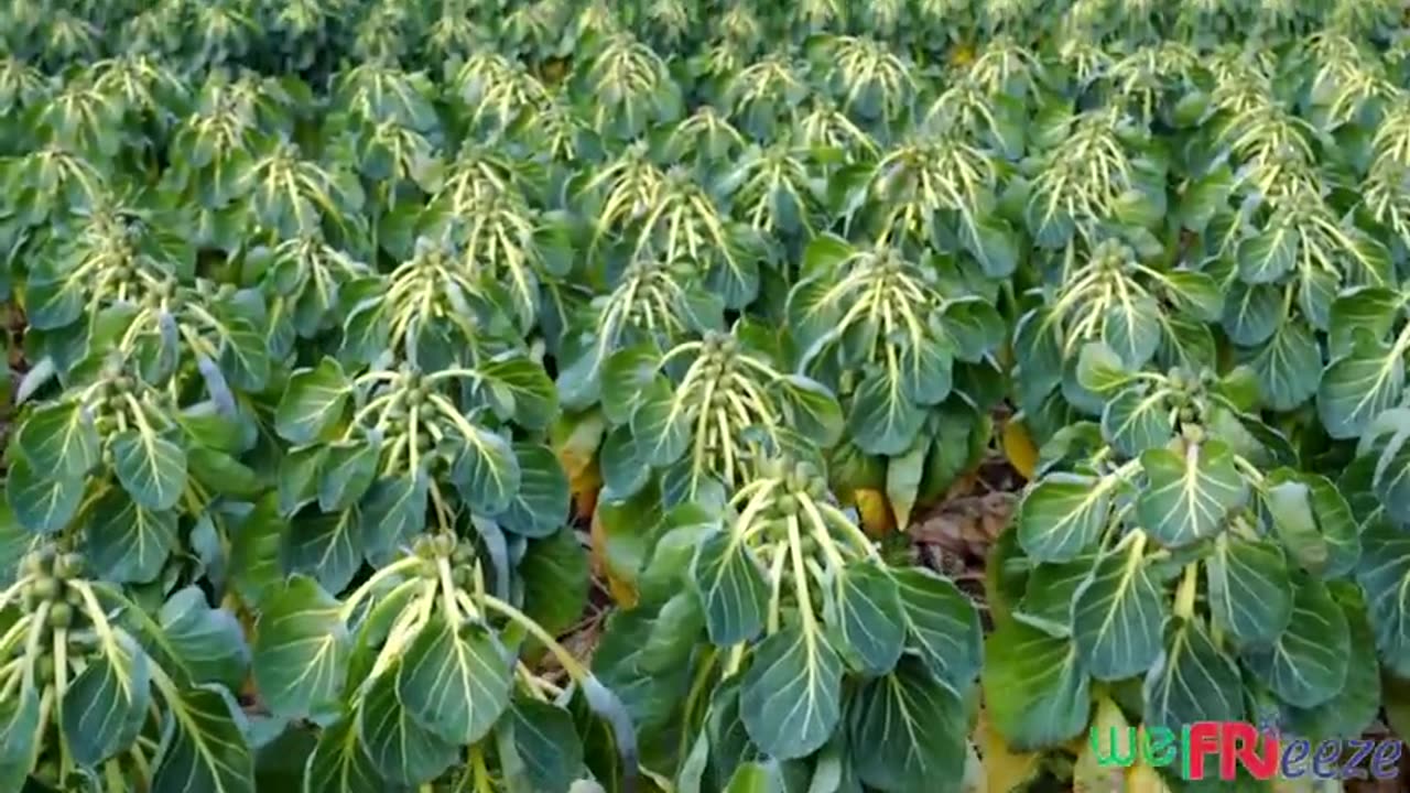 How Million Tons of Tiny Cabbage Farming and Harvesting - Brussel Sprout Cultivation Technique