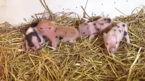 A bunch of cute little pigs