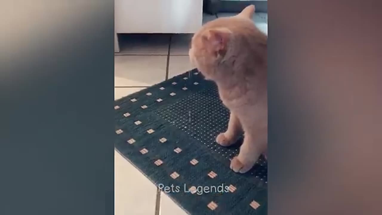 Funniest Animals 2023 😂 | Hilarious Cats and Dogs Compilation 😻🐶