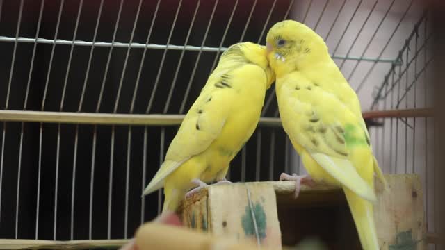 Listen and watch a very cool video of two parrots mating in a cage