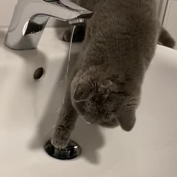baby cat loves water and plays with it.