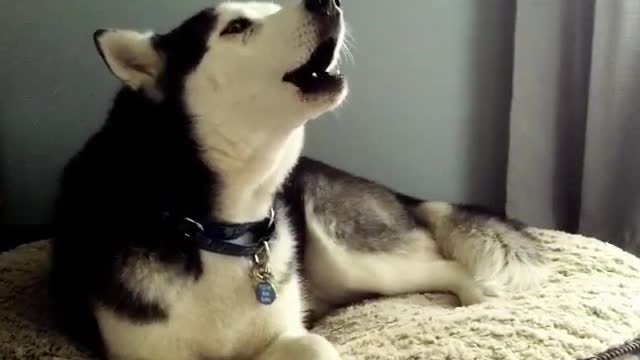 Black and white husky laying on white dog bed howling at sirens barking