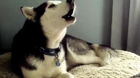 Black and white husky laying on white dog bed howling at sirens barking