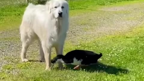 Duck And Dog Brothers Are Inseparable ｜ The Dodo_p1