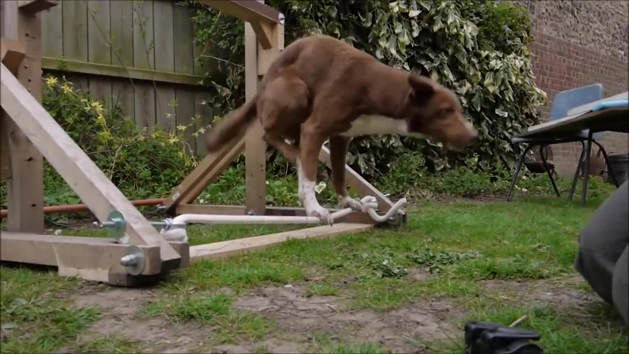 10 Best Trained & Disciplined Dogs in the World!