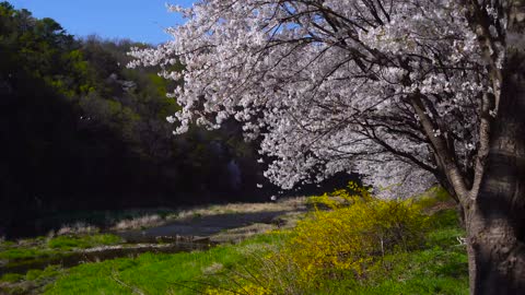 Spring Sakura blossoms