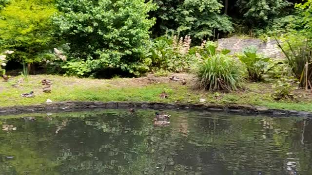 Chemtrailing - Ducks enjoying a rare sight of the Sun.