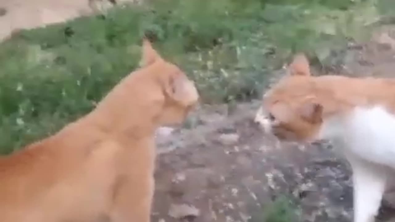 Cat vs Cat