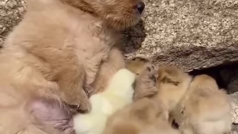 Puppy Playing with his Little Friends.
