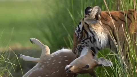 Tiger vs Deer.