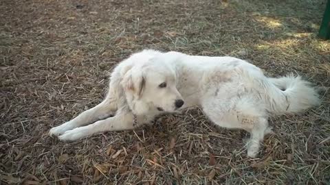 Dog Lying on the Ground