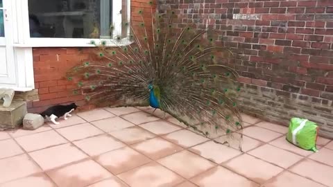 Cat Thinks Peacock Is A Walking Toy
