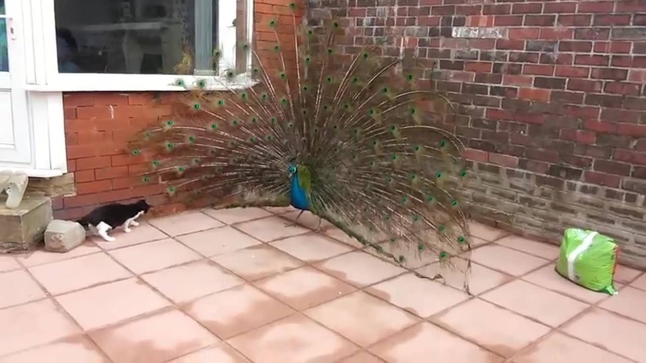 Cat Thinks Peacock Is A Walking Toy