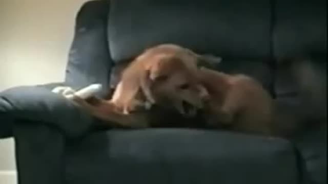 Dog Cant even trust itself...😂