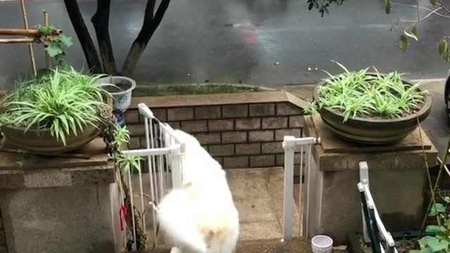 Pup ecstatic to be reunited with owner after 3 months apart