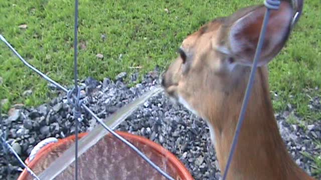 Doe drinking from water hose. Followed by some Kisses.