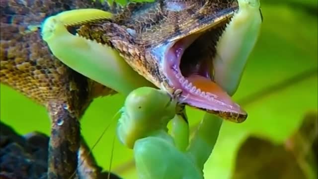 MANTIS VS LIZARD FIGHT