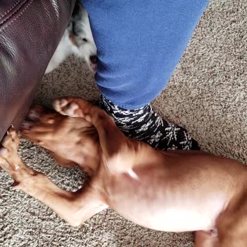 Puppy Talk - Scout and Jasper