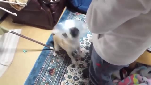 Funny dog