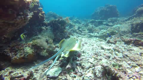 Stingrays mating