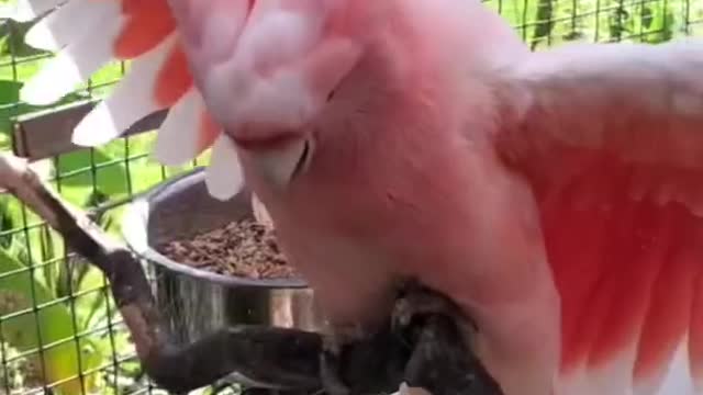 Funny Major Mitchell Cockatoo enjoying the daily bath #Shorts#birds