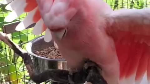 Funny Major Mitchell Cockatoo enjoying the daily bath #Shorts#birds
