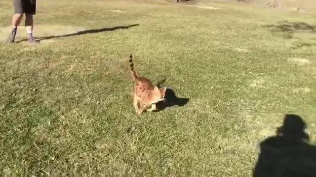 THE FUNNIEST CAT VIDEO YOU HAVE EVER SEEN!