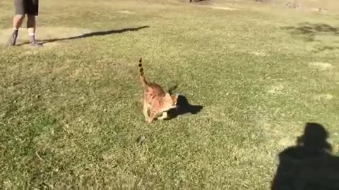 THE FUNNIEST CAT VIDEO YOU HAVE EVER SEEN!
