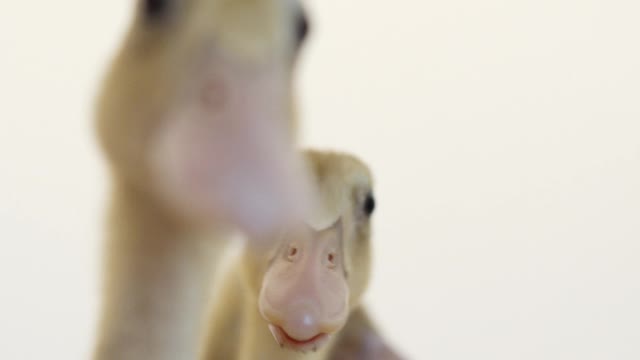 The cute cry of a growing duckling