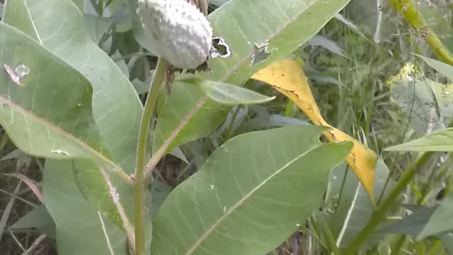 Milkweed