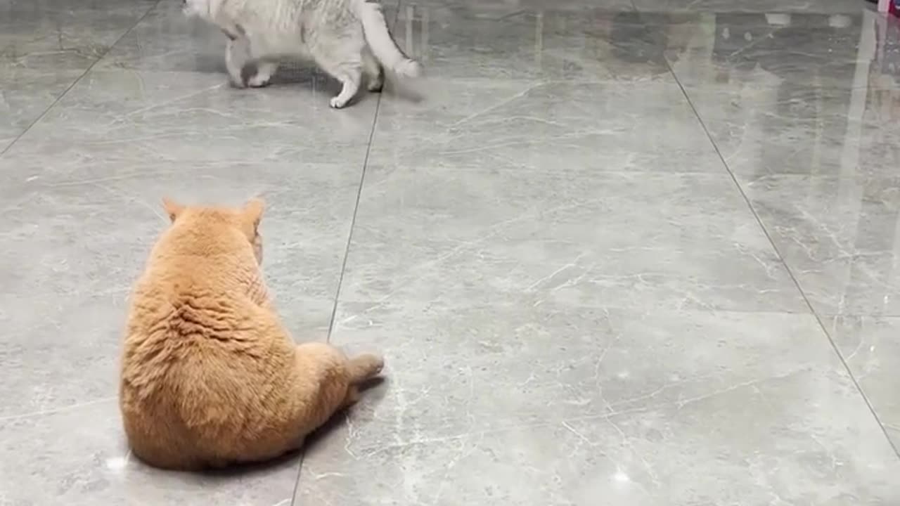 Funny cats