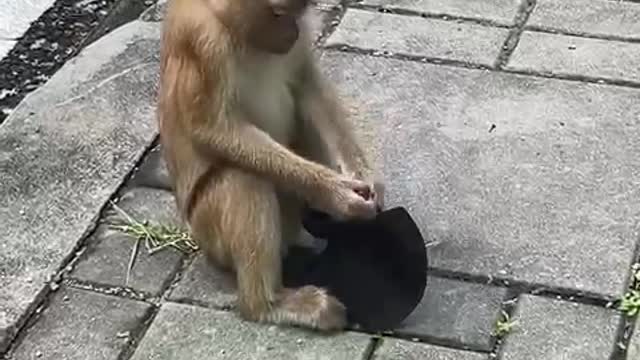 Monkey vs Covid (OMG)