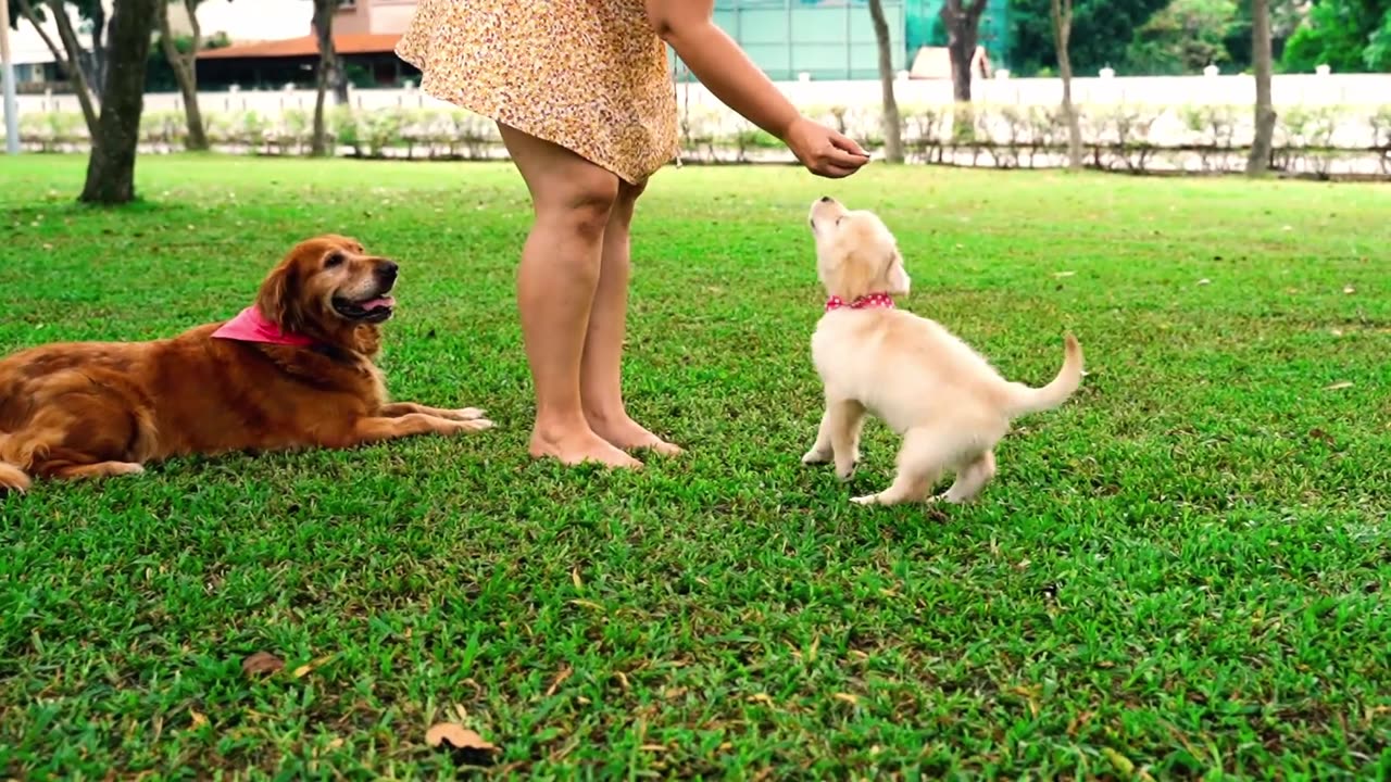 Dog And Cute Animal Playing Wow Awesome