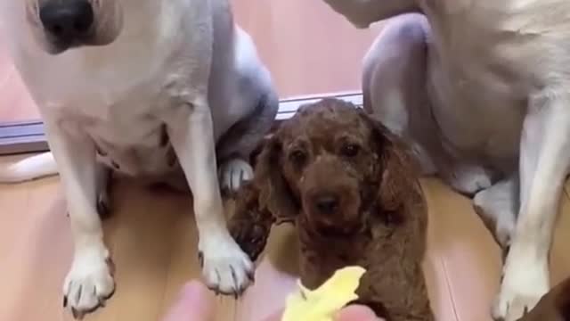 Funny video of dogs