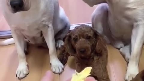 Funny video of dogs