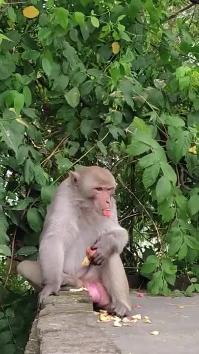 funny Video of Monkey Eating