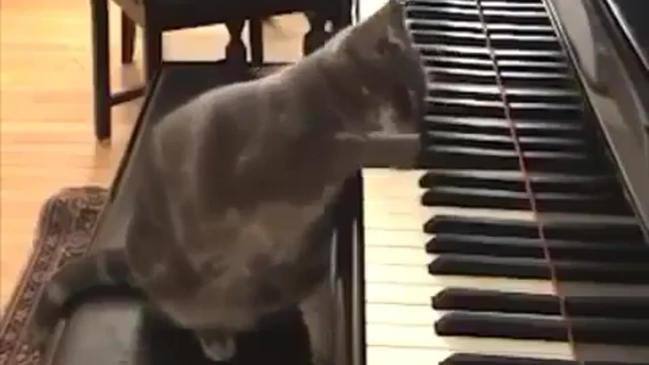 Purrfect Harmony: A Musical Cat's Serenade