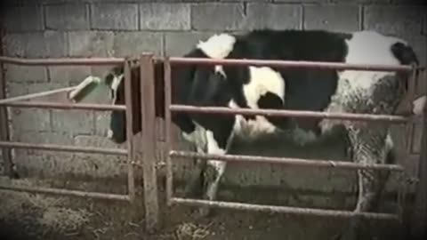 Mad Cow Documentary