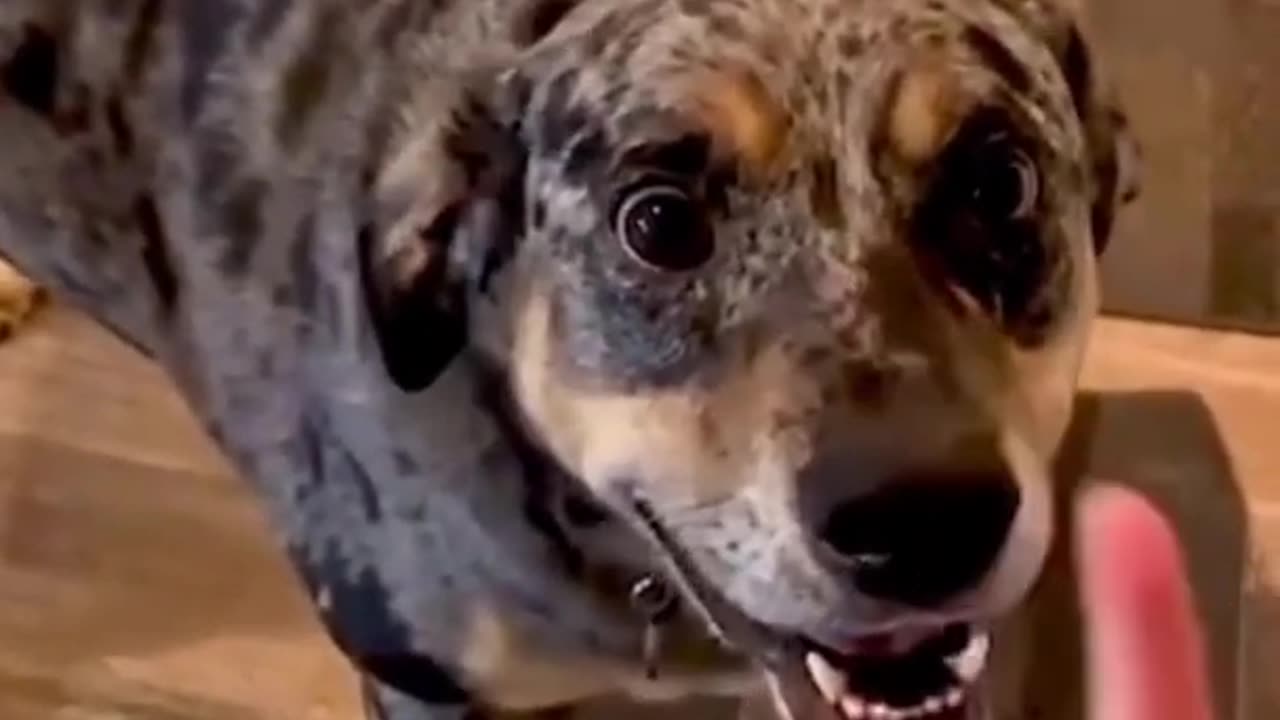2024 reactions from pets animals cute funny