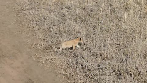 LION CUBS their first outdoor adventure