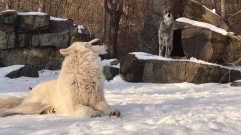 Wolf Howl Duet